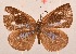  ( - MLIB-2094)  @12 [ ] CreativeCommons - Attribution Non-Commercial Share-Alike (2017) Michel Libert Centre for Biodiversity Genomics