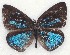  ( - MLIB-2101)  @12 [ ] CreativeCommons - Attribution Non-Commercial Share-Alike (2017) Michel Libert Centre for Biodiversity Genomics