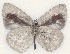  ( - MLIB-2101)  @12 [ ] CreativeCommons - Attribution Non-Commercial Share-Alike (2017) Michel Libert Centre for Biodiversity Genomics