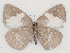  ( - MLIB-2103)  @13 [ ] CreativeCommons - Attribution Non-Commercial Share-Alike (2017) Michel Libert Centre for Biodiversity Genomics