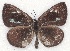 ( - MLIB-2106)  @14 [ ] CreativeCommons - Attribution Non-Commercial Share-Alike (2017) Michel Libert Centre for Biodiversity Genomics