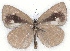  ( - MLIB-2106)  @14 [ ] CreativeCommons - Attribution Non-Commercial Share-Alike (2017) Michel Libert Centre for Biodiversity Genomics