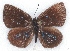  ( - MLIB-2107)  @14 [ ] CreativeCommons - Attribution Non-Commercial Share-Alike (2017) Michel Libert Centre for Biodiversity Genomics