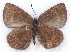  ( - MLIB-2107)  @13 [ ] CreativeCommons - Attribution Non-Commercial Share-Alike (2017) Michel Libert Centre for Biodiversity Genomics