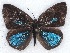  ( - MLIB-2110)  @13 [ ] CreativeCommons - Attribution Non-Commercial Share-Alike (2017) Michel Libert Centre for Biodiversity Genomics