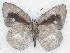  ( - MLIB-2110)  @12 [ ] CreativeCommons - Attribution Non-Commercial Share-Alike (2017) Michel Libert Centre for Biodiversity Genomics