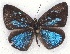  ( - MLIB-2111)  @13 [ ] CreativeCommons - Attribution Non-Commercial Share-Alike (2017) Michel Libert Centre for Biodiversity Genomics