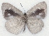  ( - MLIB-2111)  @12 [ ] CreativeCommons - Attribution Non-Commercial Share-Alike (2017) Michel Libert Centre for Biodiversity Genomics