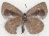  ( - MLIB-2113)  @12 [ ] CreativeCommons - Attribution Non-Commercial Share-Alike (2017) Michel Libert Centre for Biodiversity Genomics