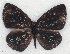  ( - MLIB-2116)  @14 [ ] CreativeCommons - Attribution Non-Commercial Share-Alike (2017) Michel Libert Centre for Biodiversity Genomics