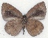  ( - MLIB-2116)  @13 [ ] CreativeCommons - Attribution Non-Commercial Share-Alike (2017) Michel Libert Centre for Biodiversity Genomics
