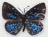  ( - MLIB-2117)  @13 [ ] CreativeCommons - Attribution Non-Commercial Share-Alike (2017) Michel Libert Centre for Biodiversity Genomics