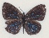  ( - MLIB-2120)  @13 [ ] CreativeCommons - Attribution Non-Commercial Share-Alike (2017) Michel Libert Centre for Biodiversity Genomics