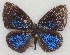 ( - MLIB-2121)  @14 [ ] CreativeCommons - Attribution Non-Commercial Share-Alike (2017) Michel Libert Centre for Biodiversity Genomics