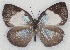  ( - MLIB-2122)  @14 [ ] CreativeCommons - Attribution Non-Commercial Share-Alike (2017) Michel Libert Centre for Biodiversity Genomics
