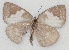  ( - MLIB-2126)  @13 [ ] CreativeCommons - Attribution Non-Commercial Share-Alike (2017) Michel Libert Centre for Biodiversity Genomics