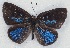  ( - MLIB-2131)  @13 [ ] CreativeCommons - Attribution Non-Commercial Share-Alike (2017) Michel Libert Centre for Biodiversity Genomics