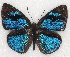  ( - MLIB-2133)  @13 [ ] CreativeCommons - Attribution Non-Commercial Share-Alike (2017) Michel Libert Centre for Biodiversity Genomics