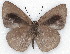  ( - MLIB-2133)  @14 [ ] CreativeCommons - Attribution Non-Commercial Share-Alike (2017) Michel Libert Centre for Biodiversity Genomics