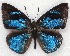  ( - MLIB-2134)  @14 [ ] CreativeCommons - Attribution Non-Commercial Share-Alike (2017) Michel Libert Centre for Biodiversity Genomics
