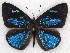  ( - MLIB-2135)  @13 [ ] CreativeCommons - Attribution Non-Commercial Share-Alike (2017) Michel Libert Centre for Biodiversity Genomics
