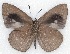  ( - MLIB-2135)  @13 [ ] CreativeCommons - Attribution Non-Commercial Share-Alike (2017) Michel Libert Centre for Biodiversity Genomics