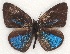  ( - MLIB-2137)  @13 [ ] CreativeCommons - Attribution Non-Commercial Share-Alike (2017) Michel Libert Centre for Biodiversity Genomics