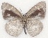  ( - MLIB-2137)  @12 [ ] CreativeCommons - Attribution Non-Commercial Share-Alike (2017) Michel Libert Centre for Biodiversity Genomics