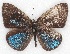  ( - MLIB-2138)  @12 [ ] CreativeCommons - Attribution Non-Commercial Share-Alike (2017) Michel Libert Centre for Biodiversity Genomics