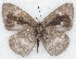  ( - MLIB-2138)  @12 [ ] CreativeCommons - Attribution Non-Commercial Share-Alike (2017) Michel Libert Centre for Biodiversity Genomics
