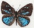  ( - MLIB-2140)  @14 [ ] CreativeCommons - Attribution Non-Commercial Share-Alike (2017) Michel Libert Centre for Biodiversity Genomics