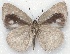  ( - MLIB-2140)  @13 [ ] CreativeCommons - Attribution Non-Commercial Share-Alike (2017) Michel Libert Centre for Biodiversity Genomics