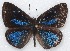  ( - MLIB-2143)  @14 [ ] CreativeCommons - Attribution Non-Commercial Share-Alike (2017) Michel Libert Centre for Biodiversity Genomics