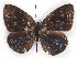  ( - MLIB-2147)  @13 [ ] CreativeCommons - Attribution Non-Commercial Share-Alike (2017) Michel Libert Centre for Biodiversity Genomics