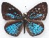  ( - MLIB-2149)  @13 [ ] CreativeCommons - Attribution Non-Commercial Share-Alike (2017) Michel Libert Centre for Biodiversity Genomics