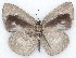  ( - MLIB-2149)  @13 [ ] CreativeCommons - Attribution Non-Commercial Share-Alike (2017) Michel Libert Centre for Biodiversity Genomics