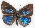  ( - MLIB-2150)  @14 [ ] CreativeCommons - Attribution Non-Commercial Share-Alike (2017) Michel Libert Centre for Biodiversity Genomics
