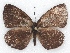  ( - MLIB-2151)  @13 [ ] CreativeCommons - Attribution Non-Commercial Share-Alike (2017) Michel Libert Centre for Biodiversity Genomics