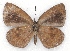  ( - MLIB-2151)  @13 [ ] CreativeCommons - Attribution Non-Commercial Share-Alike (2017) Michel Libert Centre for Biodiversity Genomics