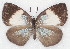  ( - MLIB-2157)  @14 [ ] CreativeCommons - Attribution Non-Commercial Share-Alike (2017) Michel Libert Centre for Biodiversity Genomics