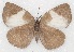  ( - MLIB-2161)  @13 [ ] CreativeCommons - Attribution Non-Commercial Share-Alike (2017) Michel Libert Centre for Biodiversity Genomics