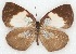  ( - MLIB-2162)  @13 [ ] CreativeCommons - Attribution Non-Commercial Share-Alike (2017) Michel Libert Centre for Biodiversity Genomics