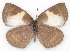  ( - MLIB-2162)  @13 [ ] CreativeCommons - Attribution Non-Commercial Share-Alike (2017) Michel Libert Centre for Biodiversity Genomics