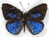  (Cephetola kamengensis subgriseata - MLIB-2166)  @14 [ ] CreativeCommons - Attribution Non-Commercial Share-Alike (2017) Michel Libert Centre for Biodiversity Genomics