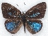  (Cephetola mpangensis mpangensis - MLIB-2167)  @13 [ ] CreativeCommons - Attribution Non-Commercial Share-Alike (2017) Michel Libert Centre for Biodiversity Genomics