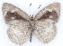  ( - MLIB-2167)  @12 [ ] CreativeCommons - Attribution Non-Commercial Share-Alike (2017) Michel Libert Centre for Biodiversity Genomics
