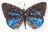  ( - MLIB-2168)  @12 [ ] CreativeCommons - Attribution Non-Commercial Share-Alike (2017) Michel Libert Centre for Biodiversity Genomics