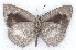  ( - MLIB-2168)  @12 [ ] CreativeCommons - Attribution Non-Commercial Share-Alike (2017) Michel Libert Centre for Biodiversity Genomics