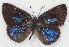  ( - MLIB-2171)  @13 [ ] CreativeCommons - Attribution Non-Commercial Share-Alike (2017) Michel Libert Centre for Biodiversity Genomics