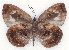  ( - MLIB-2174)  @11 [ ] CreativeCommons - Attribution Non-Commercial Share-Alike (2017) Michel Libert Centre for Biodiversity Genomics